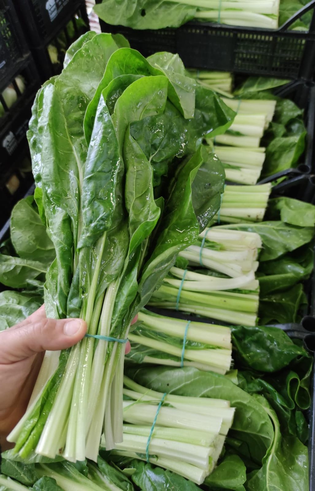 Bietola 3,00 € al Kg