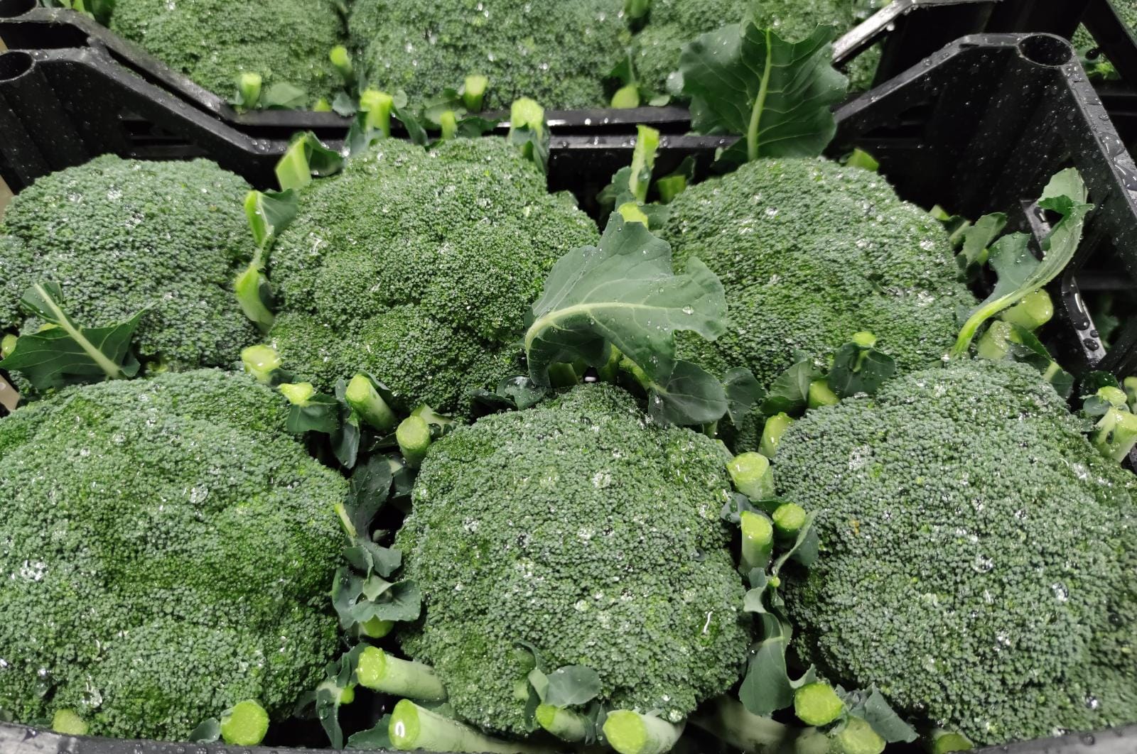 Cavolo Broccolo