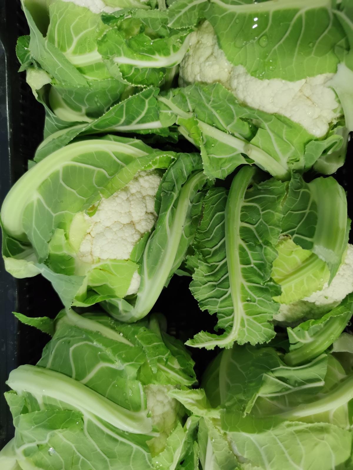 Cavolfiore Bianco 2,80€ al Kg