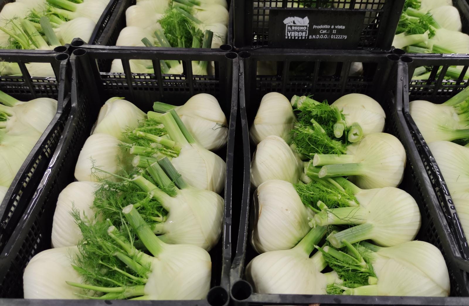 Finocchi 2,80 € al Kg