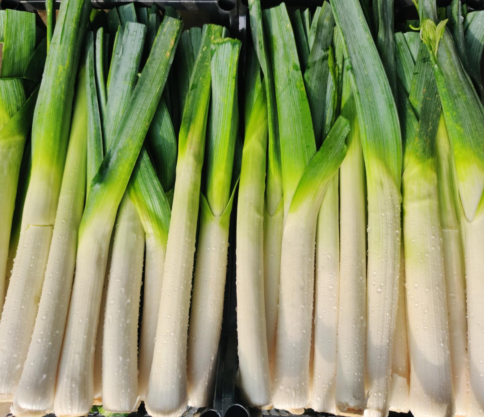 Porro 3,50 € al Kg