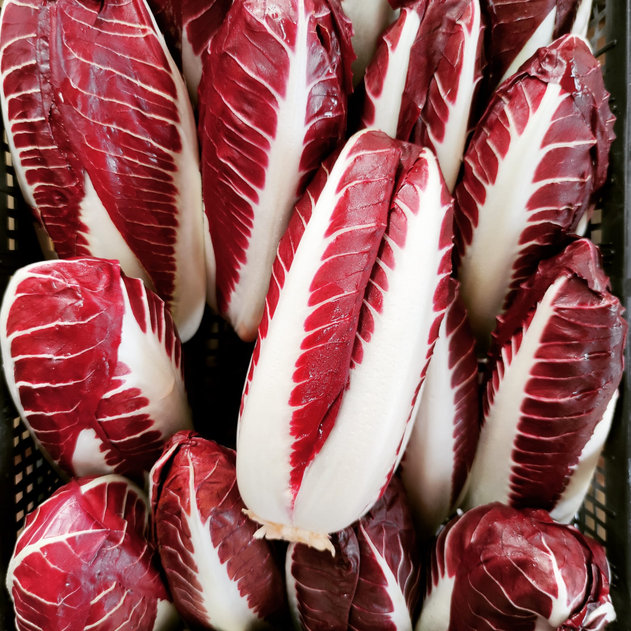 Radicchio Trevigiano 4,00€ al Kg