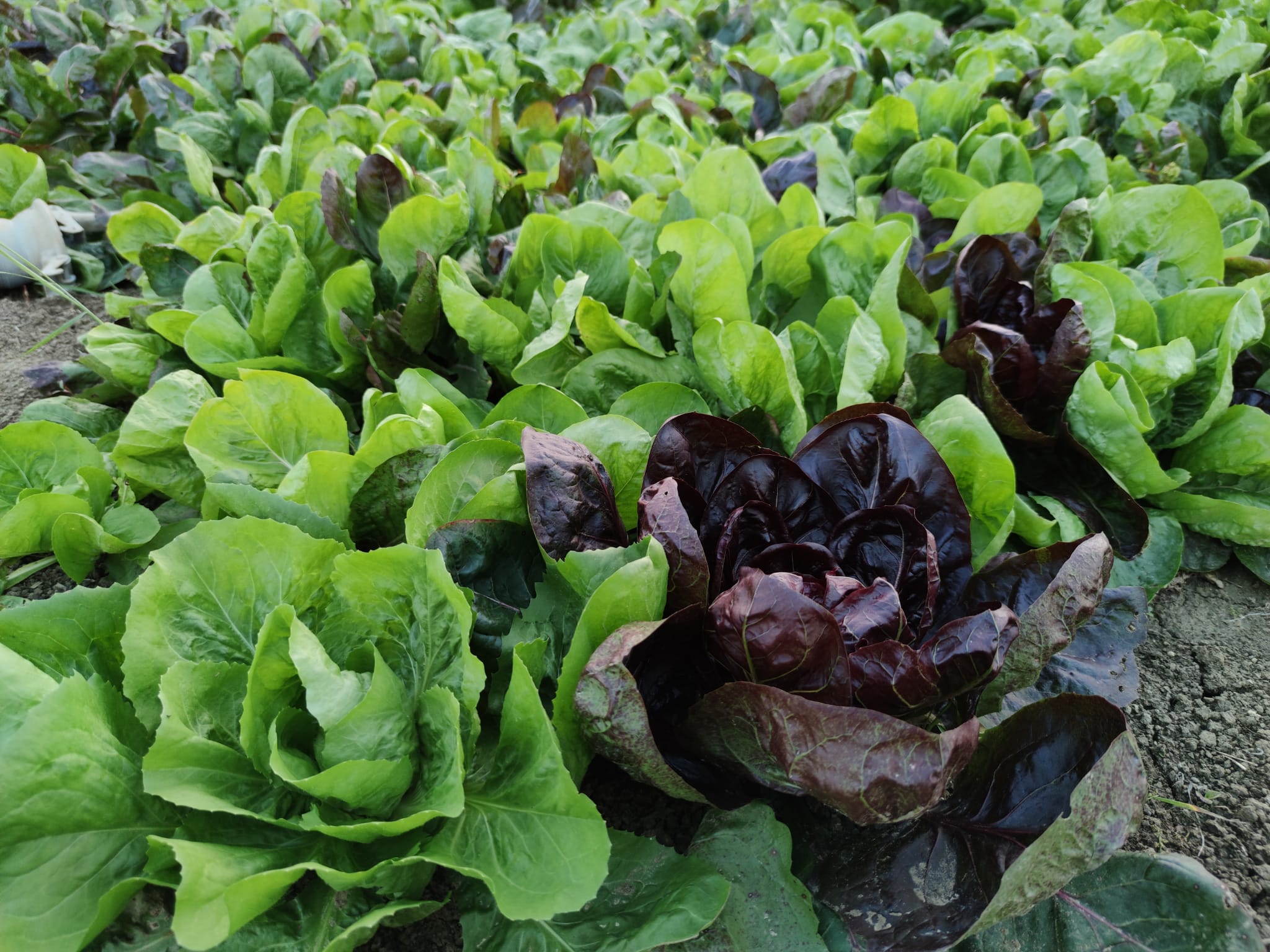 Radicchio Invernale Misto 7,00 € al Kg