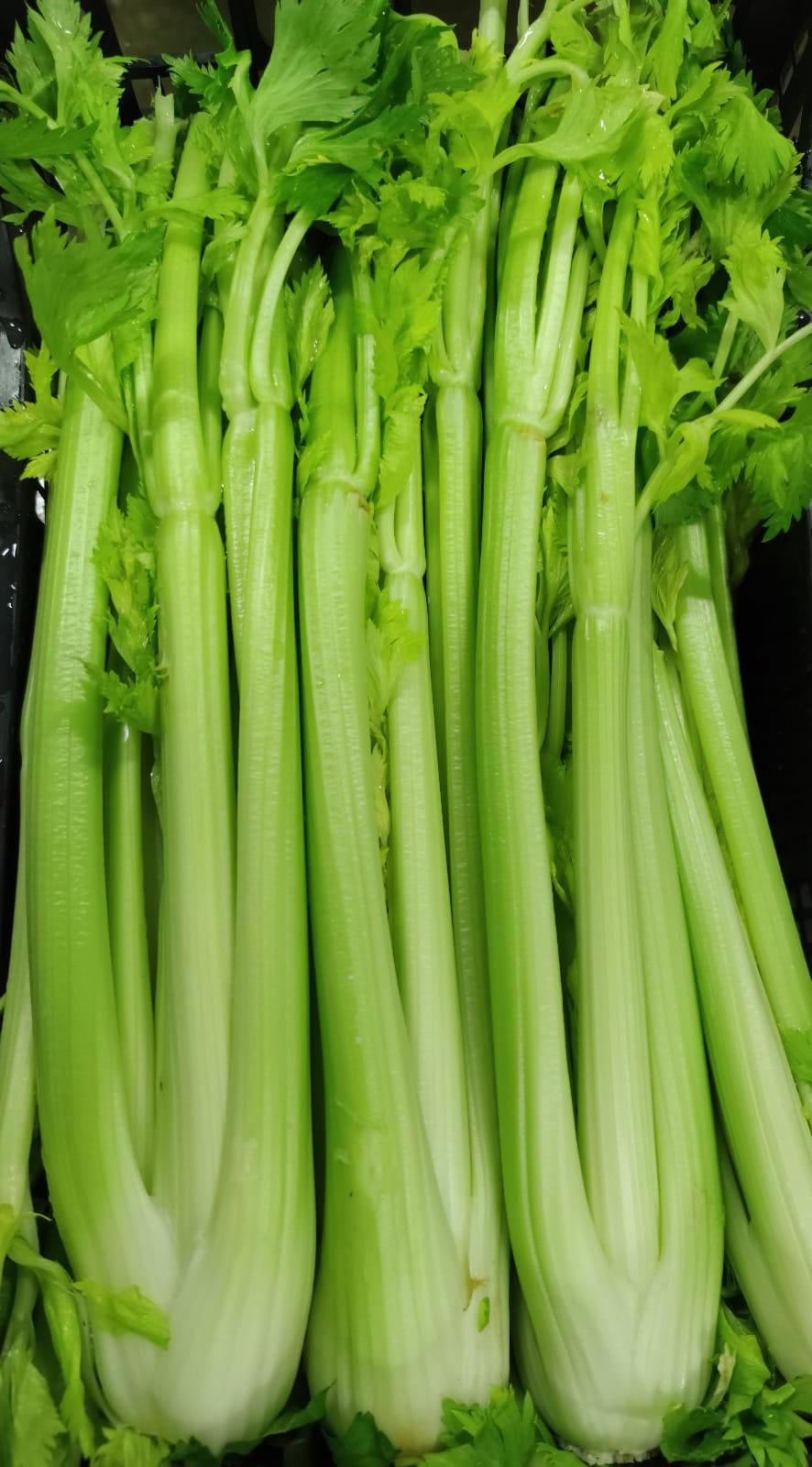 Sedano 3,00 € al Kg