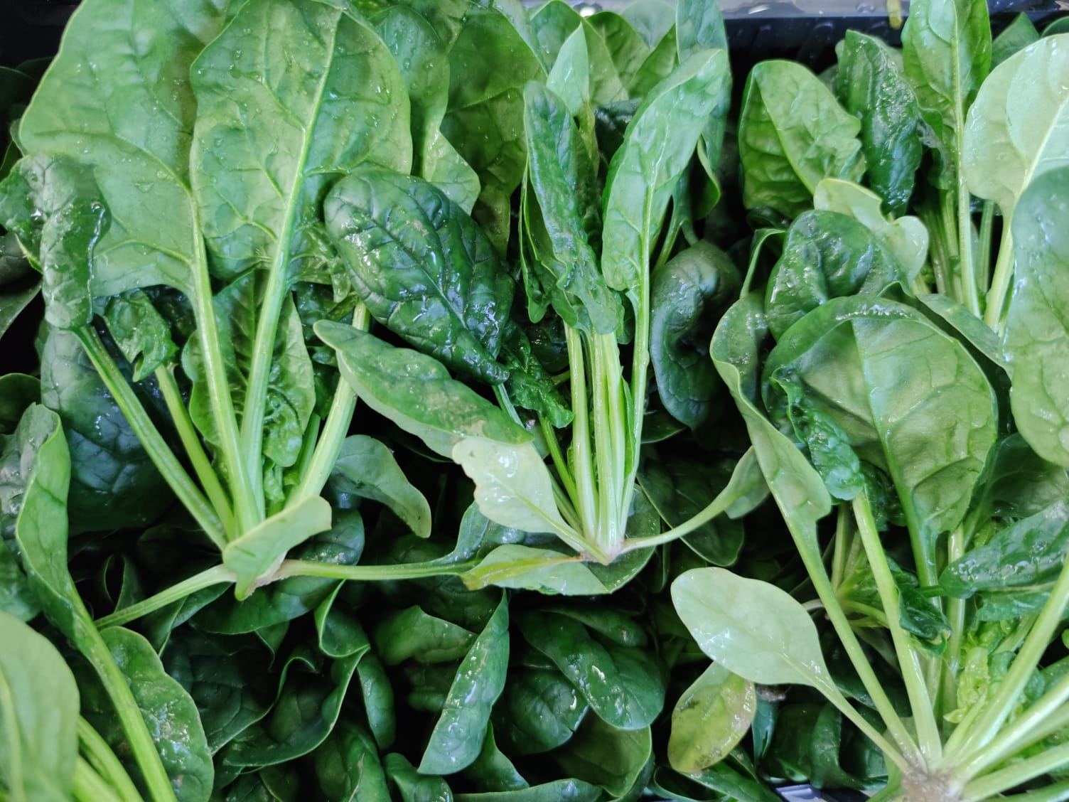 Spinaci 4,00€ al Kg