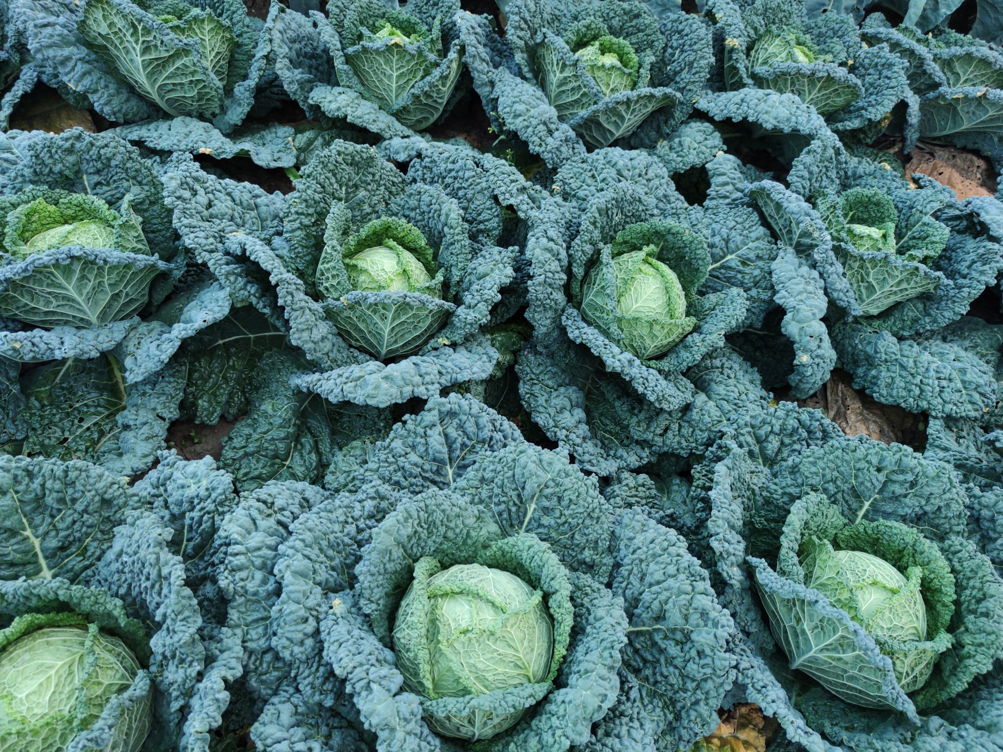 Cavolo Verza 1,50 € al Kg