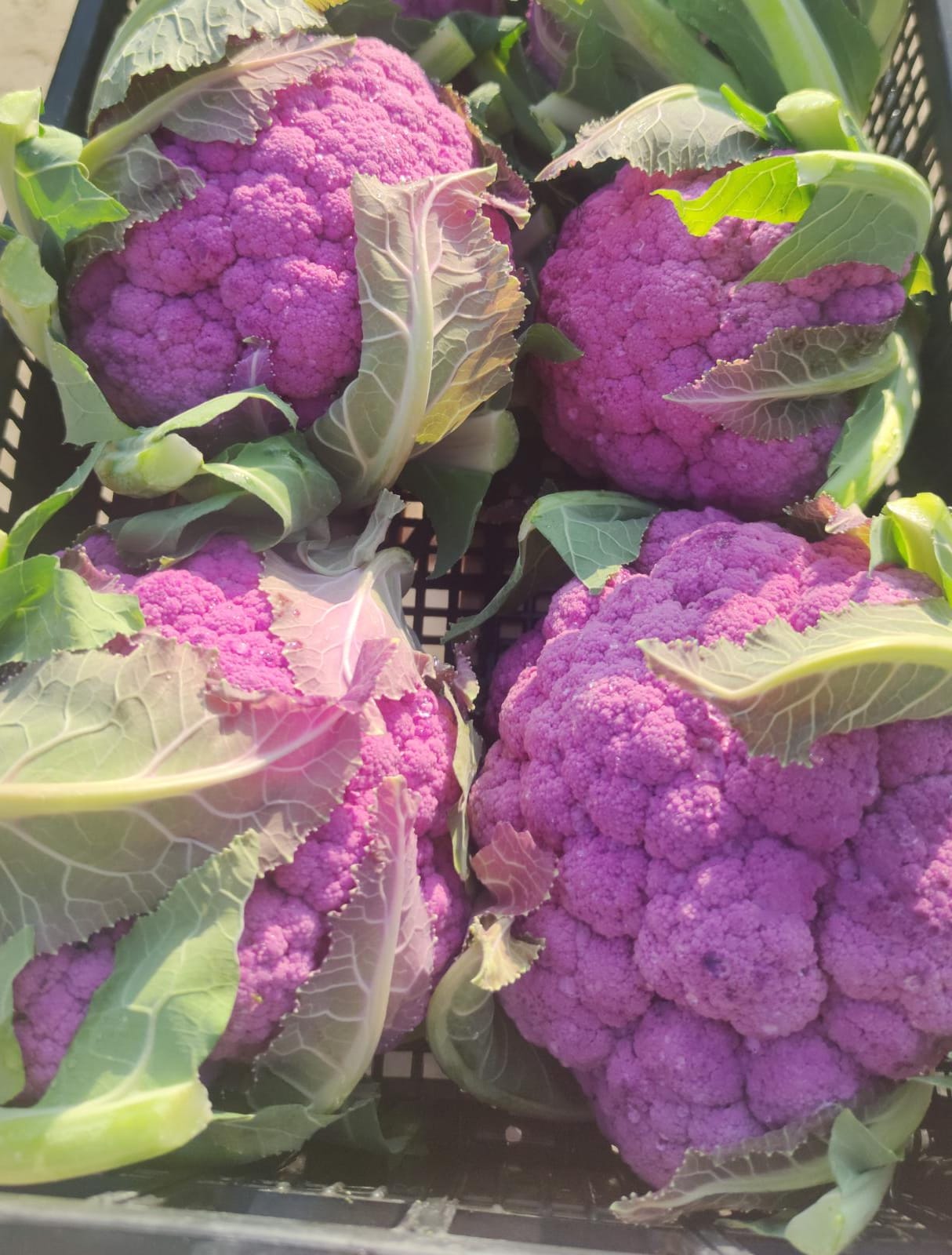 Cavolfiore Viola 4,50 € al Kg