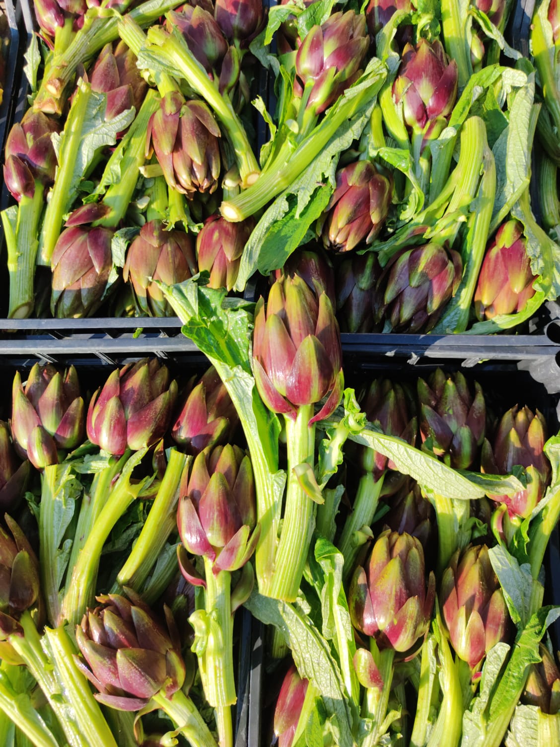 Carciofi 1,50€ al pezzo